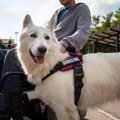 AIが犬の性格診断を…