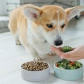 犬が健康的に暮らせ…