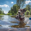 犬にとっては苦痛！…