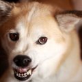 犬が本気でキレてい…
