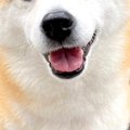 『公園に行ける！』…