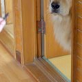 2匹の犬に『お風呂入…