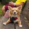 犬が言うことを聞か…