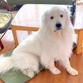 『超大型犬に依存し…