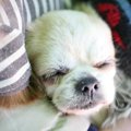 犬の睡眠時間、知っ…