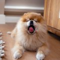 犬が『眠くて限界な…