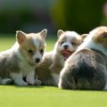 短足犬が見せるかわ…