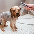 犬が「水」や「お湯…