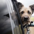 犬が『車酔い』して…