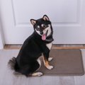 犬がドアをひっかく…