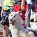 犬と楽しくできる『…