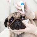 犬の目薬を上手に差…