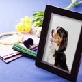 犬が亡くなる前にや…