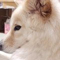 床で伏せをする犬→『…