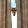 犬の写真を撮ろうと…