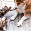 愛犬が猫を見つける…