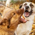 犬は人間の最良の友…