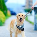 犬へのあいさつだっ…