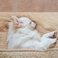 犬が冬に火傷をする…
