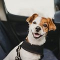 愛犬とドライブ！持…