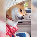 犬が車の『バック音…