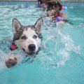 犬にウォーターセラ…