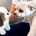 なぜ犬はおもちゃに…