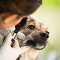 犬の角膜潰瘍とは？…