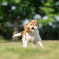 犬がお風呂（シャン…