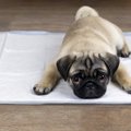 あるある？犬が『オ…
