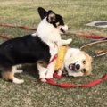 わんぱく！お友達と…
