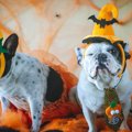 もうすぐハロウィン…