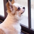 愛犬と飼い主が快適…