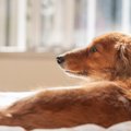 老犬が深夜に徘徊し…