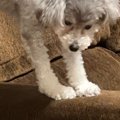 ソファを使って『伸…