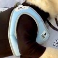 大型犬の子犬を『公…