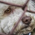 犬のレンタルについ…
