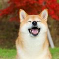 日々幸せを感じてい…