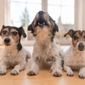 近所迷惑？犬が『朝…