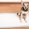 子犬のしつけで最初…