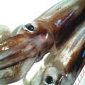 犬にとってイカは消…