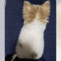 猫？イッヌ？後ろ姿…