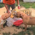 大迫力！わんぱくピ…