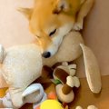 犬が『おやつが欲し…