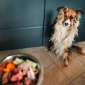 犬がご飯を見て興奮…