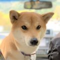LAYLAのわんちゃん占…