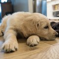 犬が信頼していない…
