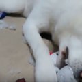 かわいいぬいぐるみ…