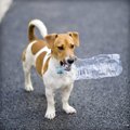 知っていますか？犬…