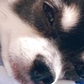 アンニュイな犬の画…